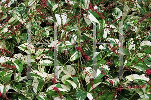 Picture of Polygonum virginianum 'Painter's Pallete'