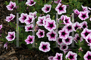 Picture of Petunia x hybrida 'Sweet Surprise Pink Vein'