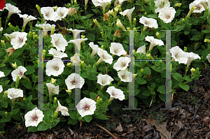 Picture of Petunia x hybrida 'Surfinia Victorian Cream'