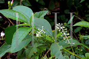 Picture of Phytolacca americana 