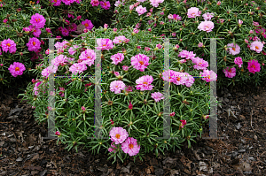 Picture of Portulaca grandiflora 'Margarita Peppermint'