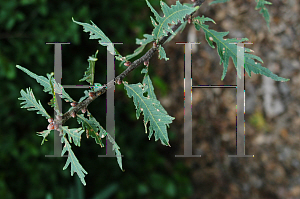 Picture of Quercus robur 'Pectinata'