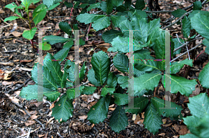 Picture of Quercus rugosa 