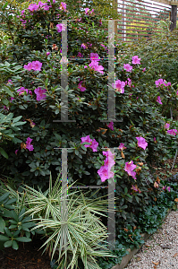 Picture of Rhododendron (subgenus Azalea) 'Conlec (Autumn Royalty)'