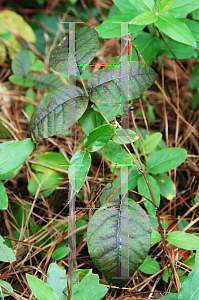 Picture of Toxicodendron radicans 