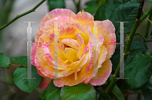 Picture of Rosa  'Love and Peace'