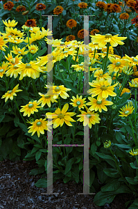 Picture of Rudbeckia hirta 'Prairie Sun'