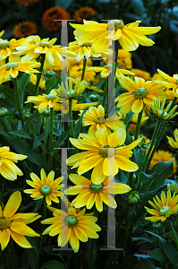 Picture of Rudbeckia hirta 'Prairie Sun'