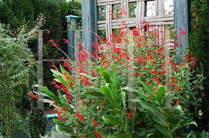 Picture of Salvia elegans 