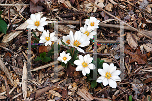 Picture of Sanguinaria canadensis 