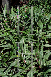 Picture of Setaria palmifolia 'Rubra Variegata'