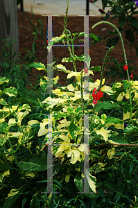 Picture of Stachytarpheta mutabilis 'Variegata'