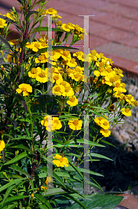 Picture of Tagetes lucida 
