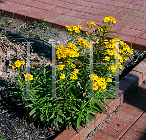 Picture of Tagetes lucida 