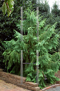 Picture of Taiwania cryptomerioides 