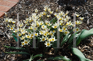 Picture of Tulipa tarda 