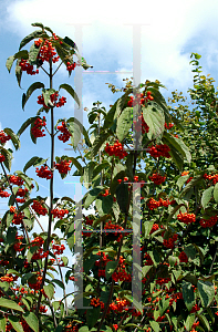 Picture of Viburnum setigerum 