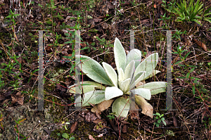 Picture of Verbascum thapsus 