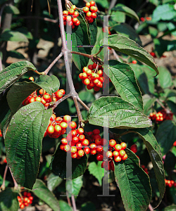 Picture of Viburnum setigerum 