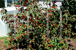 Picture of Viburnum setigerum 