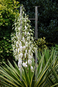 Picture of Yucca aloifolia 'Variegata'