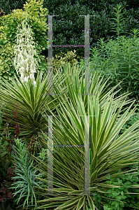 Picture of Yucca aloifolia 'Variegata'