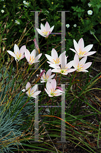 Picture of Zephyranthes  'Grandjax'