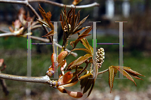 Picture of Aesculus pavia 