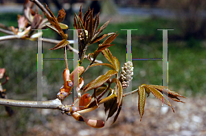 Picture of Aesculus pavia 