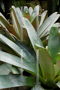 Picture of Alcantarea imperialis 