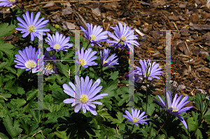 Picture of Anemone blanda 'Blue Shades'