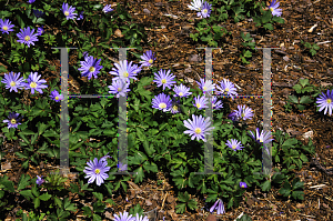 Picture of Anemone blanda 'Blue Shades'