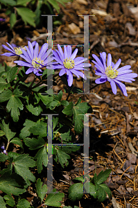 Picture of Anemone blanda 'Blue Shades'