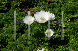 Picture of Anemone coronaria 'The Bride'