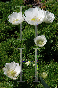 Picture of Anemone coronaria 'The Bride'