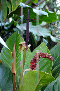 Picture of Anthurium jenmannii 