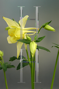 Picture of Aquilegia x hybrida 'McKana's Giant'