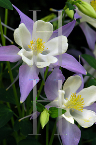 Picture of Aquilegia x hybrida 'McKana's Giant'