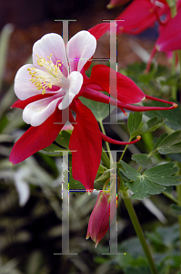 Picture of Aquilegia x hybrida 'McKana's Giant'