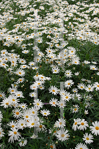 Picture of Argyranthemum vera 