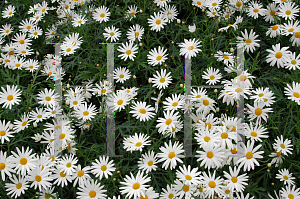 Picture of Argyranthemum vera 