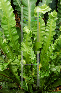 Picture of Asplenium nidus 