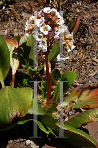 Picture of Bergenia  'Silberlicht (Silver Light)'