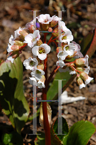 Picture of Bergenia  'Silberlicht (Silver Light)'