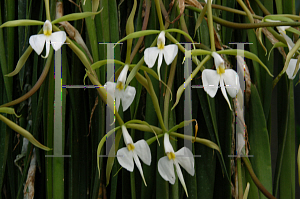 Picture of Brassavola nodosa 