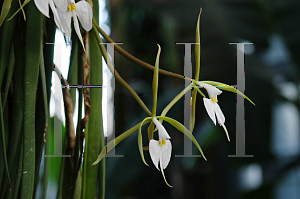 Picture of Brassavola nodosa 