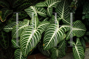 Picture of Caladium lindenii 