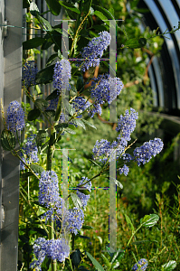 Picture of Ceanothus x 'Ray Hartman'