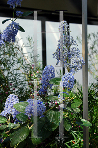 Picture of Ceanothus x 'Ray Hartman'