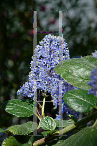 Picture of Ceanothus x 'Ray Hartman'